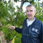 University of Bologna Professor of tree physiology Luca Corelli Grappadelli inspects cuts to...