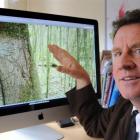 University of Otago archaeologist Dr Ian Barber examines a figurative image carved into a living...