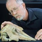 University of Otago geologist Prof Ewan Fordyce inspects a recently studied dolphin skull...