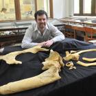 University of Otago geology researcher Robert Boessenecker looks at ancient 'Dawn Whale' fossil...