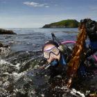 University of Otago marine sciences masters student Angela Rowe holds undaria seaweed removed...