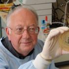 University of Otago microbiologist Prof Gerald Tannock examines microorganisms from the human gut...