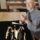 University of Otago paleontologist Prof Ewan Fordyce displays  a composite skeleton of a giant...