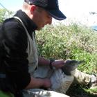 University of Otago wildlife management student Matt Conley checks a yellow-eyed penguin that had...