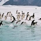 Up to 75% of the Antarctic Adelie penguin population could be lost if predicted temperature...