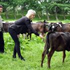 Vegans Carl Scott and Tayla O’Driscoll, of Dunedin, offer friendship and understanding to a herd...