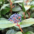 Viburnum davidii. Photo by Gregor Richardson.