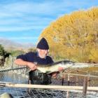 Volunteer Chris Poole holds a female salmon caught recently in the Hakataramea River trap...