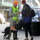 Volunteer Steve Fyfe with Dart collects for Land SAR in George St, Dunedin, during a fundraising...