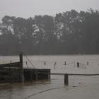 Waiareka creek has burst its banks flooding surrounding farmland and closing roads. Photo by...