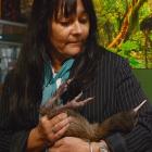 Waikohatu Scott, of Makaawhio runanga on the West Coast, holds the Haast tokoeka kiwi before it...