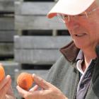 Waitaki Orchards harvest manager James MacKenzie says the wet weather over the past two weeks has...