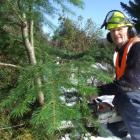 Wakatipu Wilding Confifer Control Group chairman Peter Wilsman, of Queenstown. Photo by Joe...