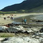 Walkers set out from Purakaunui Bay (Catlins) during the Catlins Great Escape Coastal Walk in...