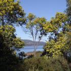 Wattles frame a view from Inverawe - at Margate near Hobart - across North West Bay to the...