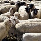 Weak lamb prices are affecting Southern farm revenues. PHOTO: PETER MCINTOSH