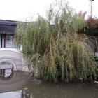 Weeping willows are used in the Chinese Garden to give a "female" look. Photos by Gillian Vine.