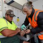 WellSouth nurse Monique Lammers takes a blood sample from Southern Transport driver Jason Nimo at...