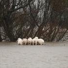 Wet weather has forced the cancellation of wool sales, preventing farmers from taking advantage...