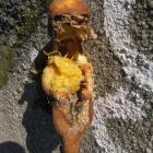 When squished, this rotting orange had the appearance of a doll. Photo by Anna Chinn.