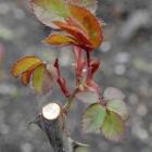 Where buds have not come away, prune canes back to another more suitable bud that has. Photo by...