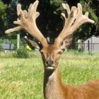 While Craigberg, a 27-point spiker, or 1-year-old stag, will not be on sale until next year's...