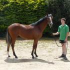 White Robe Lodge stud groom Matt Anderton with the Raise The Flag-Living Doll yearling colt. The...