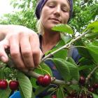 Whitney Affleck, of Alexandra, picks the cherries before they are taken back to the orchard's...