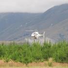 Wilding conifers are boom-sprayed using a helicopter at Pukaki Downs in the Mackenzie Basin....