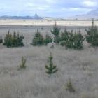 Wilding pines spread across the Mackenzie Basin near Lake Tekapo. Richard Peacocke says land left...