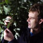 Winter Gardens curator Stephen Bishop examines the foliage of a Cussonia paniculata for signs of...