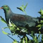 wood_pigeons_at_risk_in_otago_4d8946b413.jpg