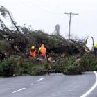 Workers clear two large trees blocking Highcliff Rd, north of Centre Rd, on Otago Peninsula...