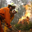 Working on a firebreak this week in the Yarra State Forest, Victoria, are Dunedin volunteer rural...