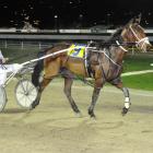 Wot The Owl returns to scale after winning at Forbury Park on August 16. Photo by Tayler Strong.