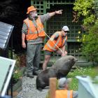 Would-be rescuers offer each other advice about how to best capture the seal. Photos Stephen...