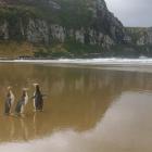 Yellow-eyed penguins appear to have taken a year off breeding in the Catlins, the Department of...