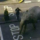 Zookeepers try to guide an elephant away from a coffee shop and to stop it rampaging through the...