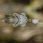A saltwater crocodile watches for an opportunity. Photo: Getty Images