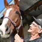 Graeme Mee feeds ‘Sam’ an Oddfellows mint at his Wingatui stables last week. Photo by Matt Smith.