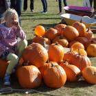 Lily Adams (7), of Alexandra, finds a seat to watch the action at the inaugural Roxburgh Pumpkin...