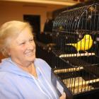 Sandra Thompson, of Oamaru, looks at a Yorkshire canary  on display at this weekend’s North Otago...