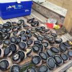 Some of the mostly undersized paua seized in Kakanui in February. Photo by MPI Fisheries.