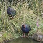 The takahe chick clambers through a tussock to feed on the seed-heads, following the example of...