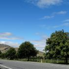 Twenty-nine trees planted along Ladies Mile, near Queenstown, similar to those pictured, were due...