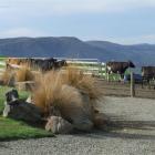 Dairy cows head back to pasture after milking, on a property in North Otago. Photo by Sally Rae.