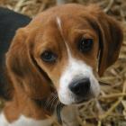 dog-beagle-puppy-wiki.jpg.jpg