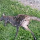 Environment Southland wants to know whether this animal fell off a vehicle in Southland or...