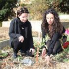 Maria Shea, of Alexandra, and Heather Horswell, of Clyde, boost the growth of a dead apple tree’s...