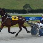 Pyramid Magic is the best of Phil Williamson's three runners at Forbury Park tonight. Photo by...